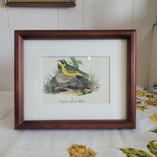 Vintage Print John Audubon Delafeild Warbler Collection