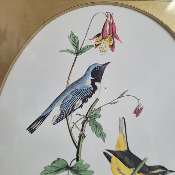 Vintage Print Warbler Black Throated John Audubon