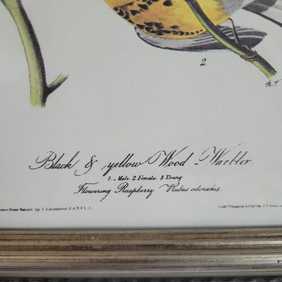 Vintage Warbler Print Black and Yellow John Audubon