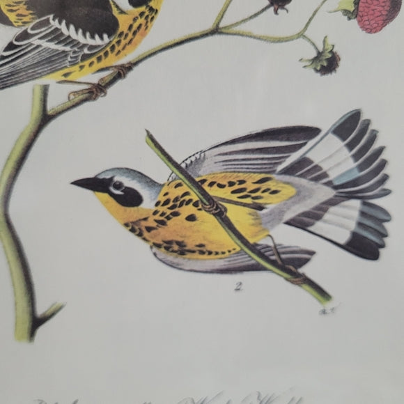 Vintage Warbler Print Black and Yellow John Audubon