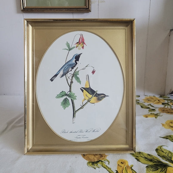 Vintage Print Warbler Black Throated John Audubon