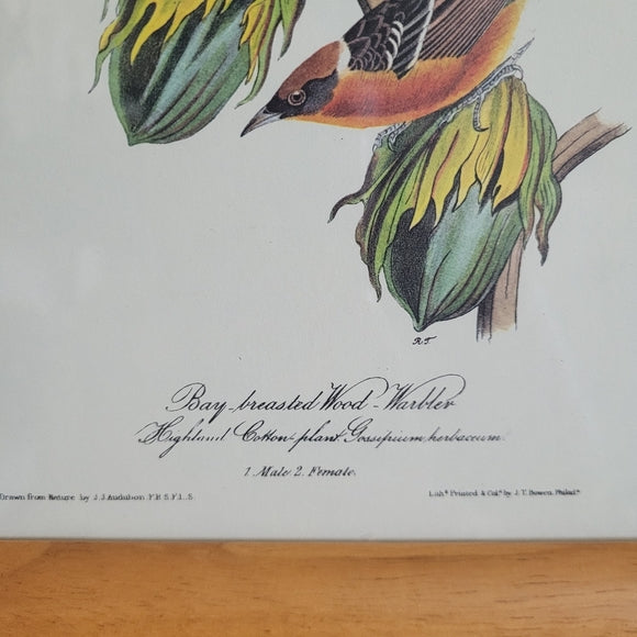 Vintage Warbler Print Bay Brested John Audubon