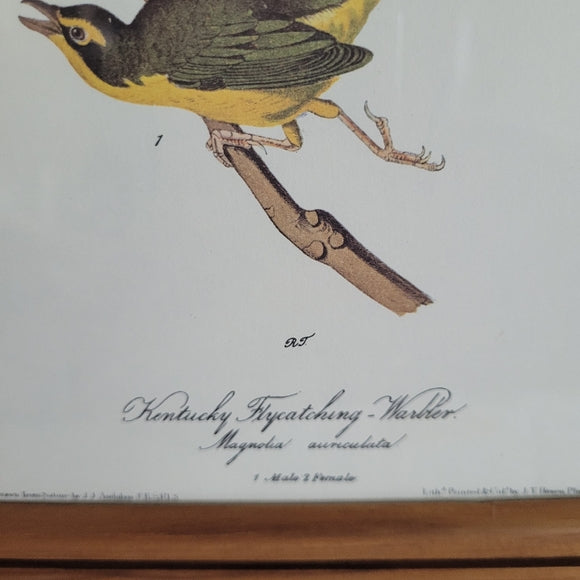 Vintage Warbler Print Kentucky Flycatcher Warbler John Audubon