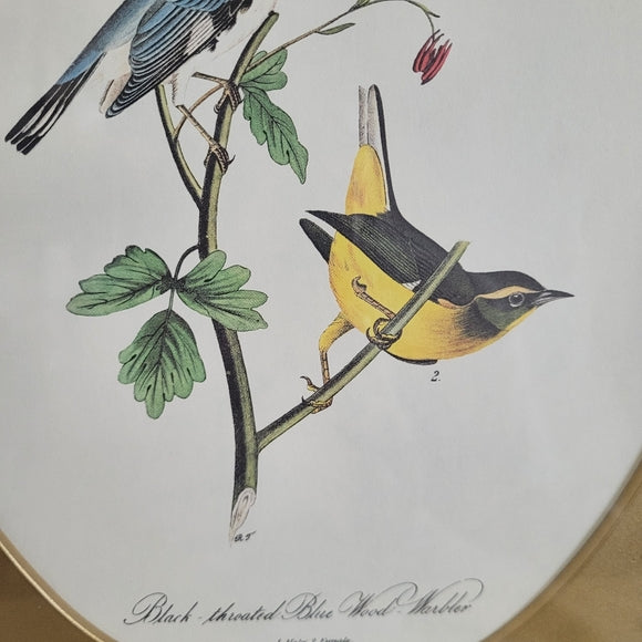 Vintage Print Warbler Black Throated John Audubon