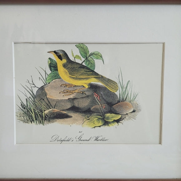 Vintage Print John Audubon Delafeild Warbler Collection