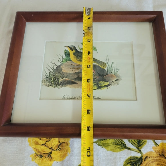 Vintage Print John Audubon Delafeild Warbler Collection