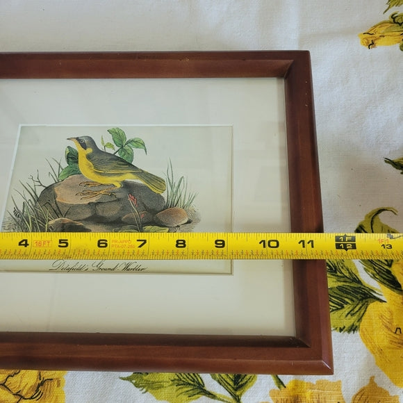 Vintage Print John Audubon Delafeild Warbler Collection