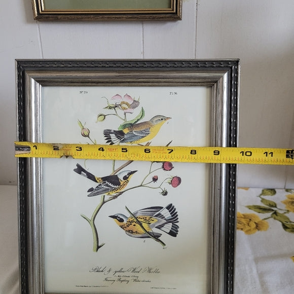 Vintage Warbler Print Black and Yellow John Audubon