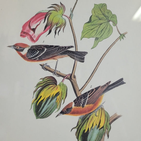 Vintage Warbler Print Bay Brested John Audubon