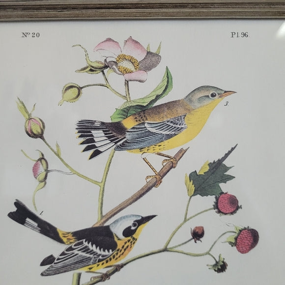 Vintage Warbler Print Black and Yellow John Audubon