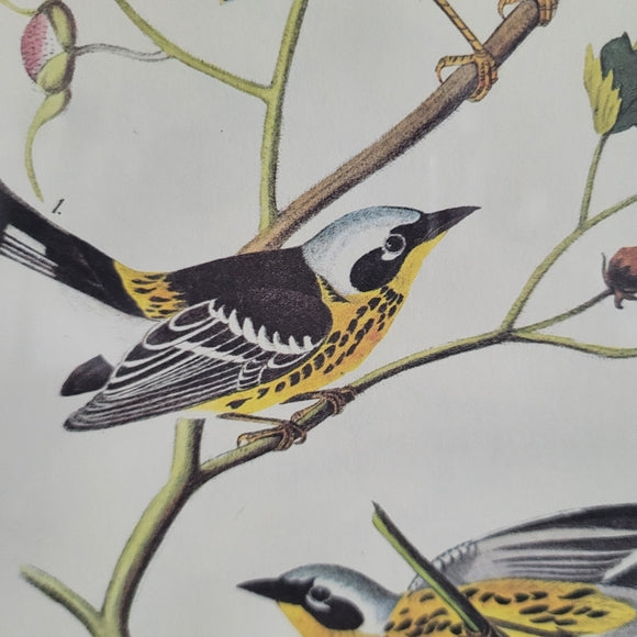 Vintage Warbler Print Black and Yellow John Audubon