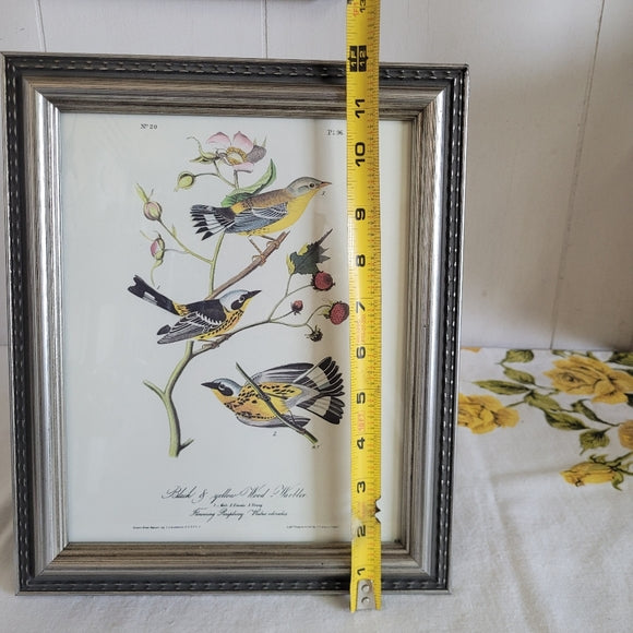 Vintage Warbler Print Black and Yellow John Audubon