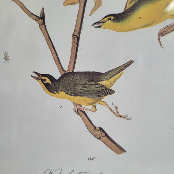 Vintage Warbler Print Kentucky Flycatcher Warbler John Audubon