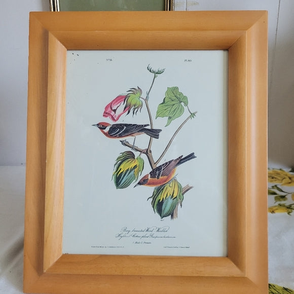 Vintage Warbler Print Bay Brested John Audubon