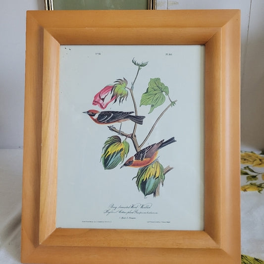 Vintage Warbler Print Bay Brested John Audubon