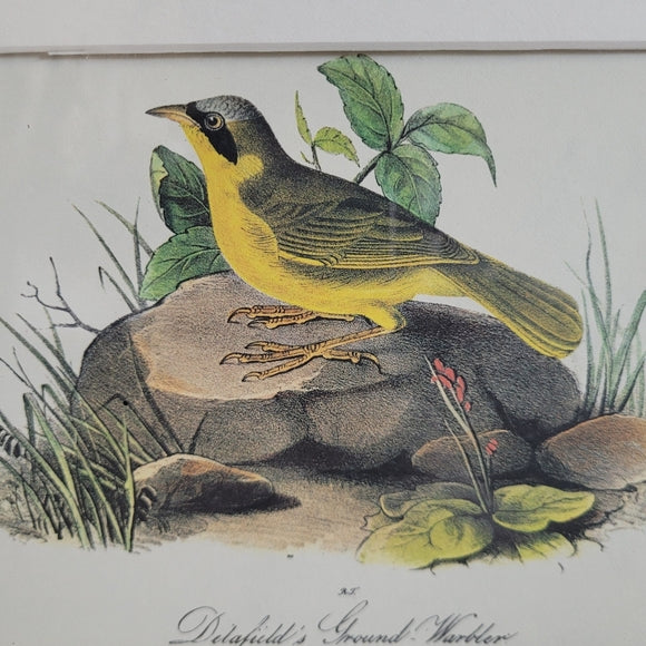 Vintage Print John Audubon Delafeild Warbler Collection