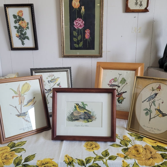 Vintage Print John Audubon Delafeild Warbler Collection