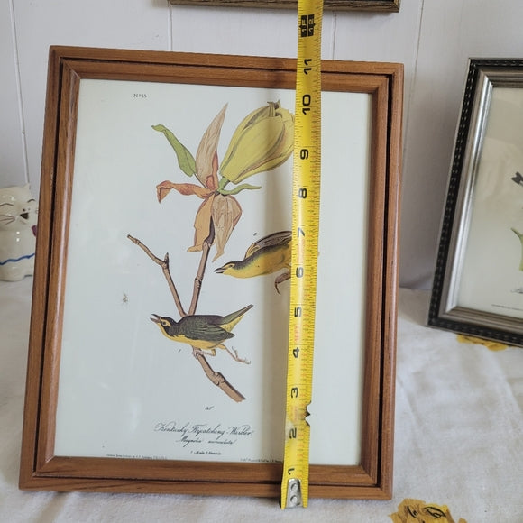 Vintage Warbler Print Kentucky Flycatcher Warbler John Audubon