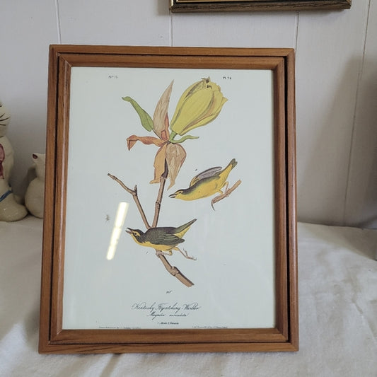 Vintage Warbler Print Kentucky Flycatcher Warbler John Audubon