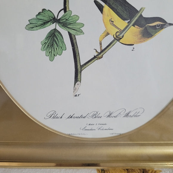 Vintage Print Warbler Black Throated John Audubon