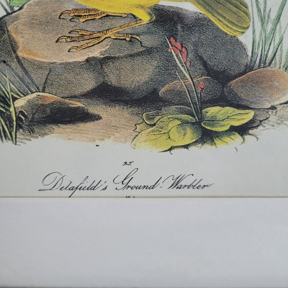 Vintage Print John Audubon Delafeild Warbler Collection