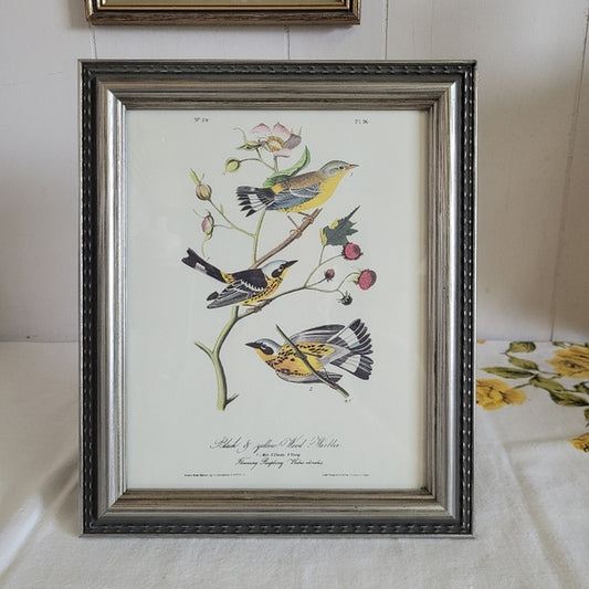 Vintage Warbler Print Black and Yellow John Audubon